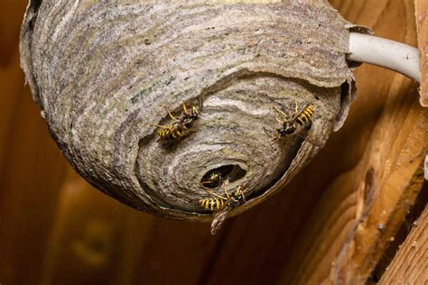 Paper Wasp Nest Identification