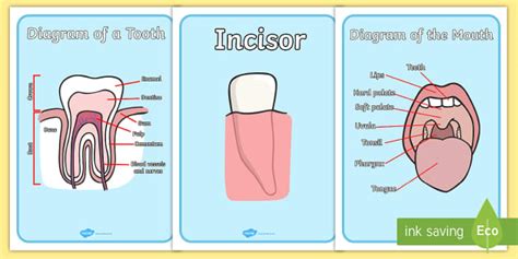 Tooth Diagram with Labels Display Posters -Primary Resources