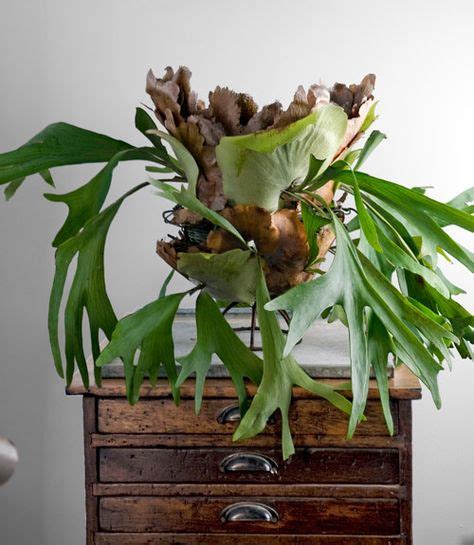 17 Best Staghorn Ferns images | Ferns, Staghorn fern, Indoor plants