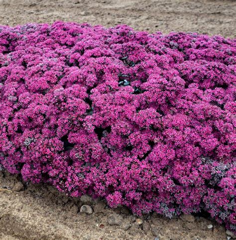 Stonecrop Ground Cover