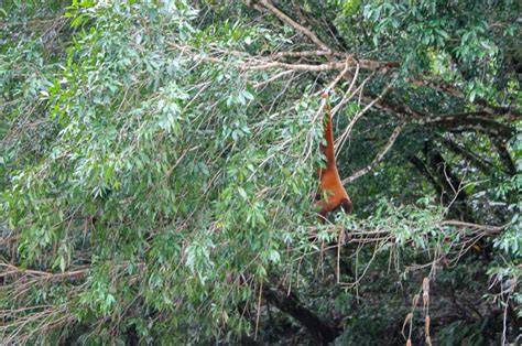 Ecuador: Epic Amazon Rainforest Adventure | PurPurPurPur