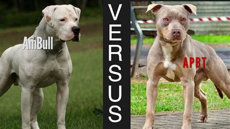 American Bulldog Vs Pitbull Who Would Win