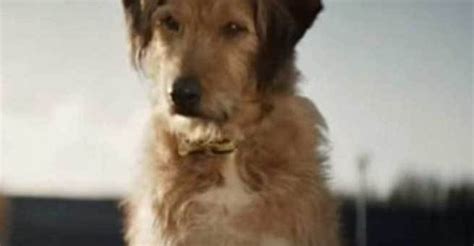 WATCH: New Dogs Trust ad to raise awareness of re-homing is just pawfect | Newstalk