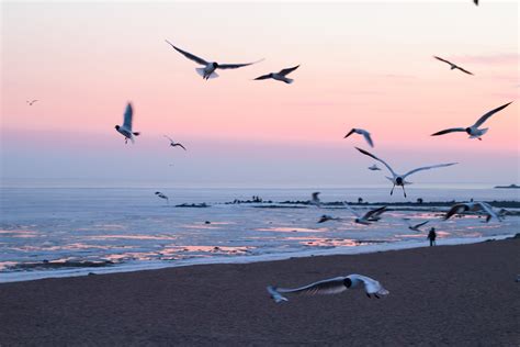 seaside, sand, freedom, vertebrate, ocean, 5K, beach, oceanside, idyllic, bird, tranquil, sky ...