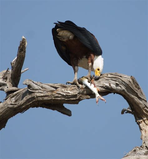 "African Fish eagle eating a tiger fish" by Paul Watkins | Redbubble