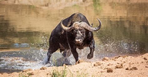 Cape Buffalo vs Water Buffalo: What Are the Differences? - A-Z Animals