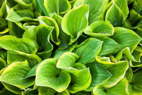 Do Hostas Need Full Sun? | Pepper's Home & Garden