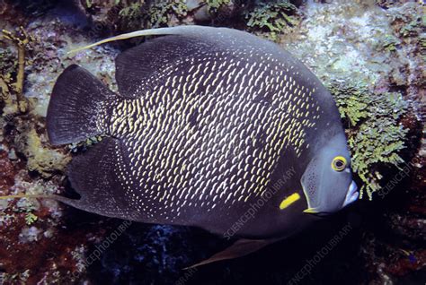 French Angelfish against coral - Stock Image - F032/0091 - Science Photo Library