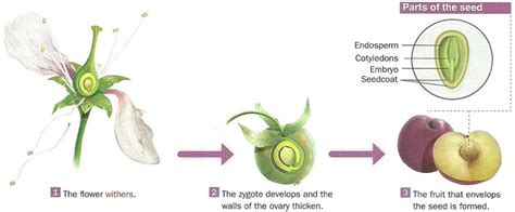 6.2. Reproduccion sexual en plantas - Bilingual Natural Science. I.E.S ...