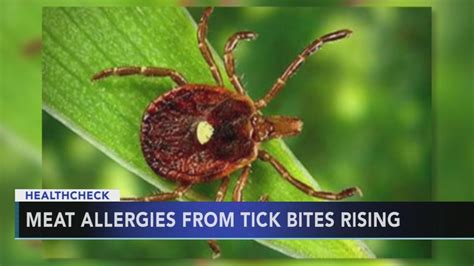 Lone star tick that triggers red meat allergy spreading across US | 6abc.com