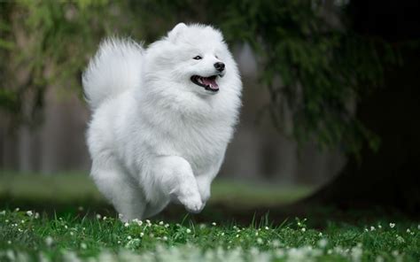 12 Signs You're An Overprotective Samoyed Parent - SonderLives