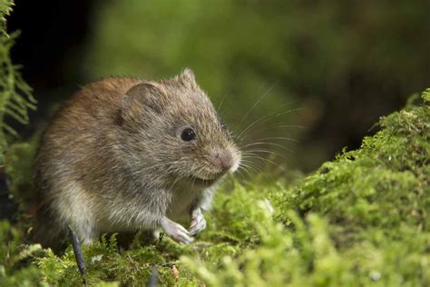 Best Vole Poison - WildlifeRemoval.com