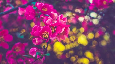 Spring Flowers 4k Wallpapers - Wallpaper Cave