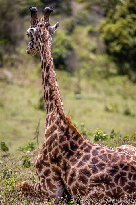 Arusha National Park - HawkeBackpacking.com