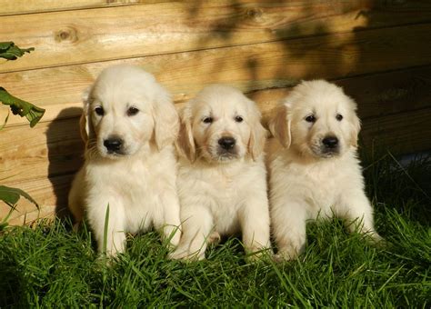 Why Golden Retrievers Are the Best Family Dog - Neater Pets