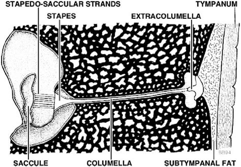 5 Schematic of middle ear anatomy of the juvenile loggerhead sea ...