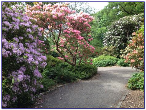 Crystal Springs Rhododendron Garden Fall - Garden : Home Design Ideas #4Vn4dzGnNe50239