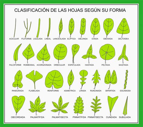 LA PLANTA Y SUS HOJAS