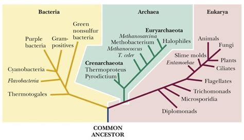 Classification of Life: The Three Domain Concept : Plantlet