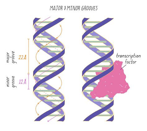 Structure Of DNA Presentation