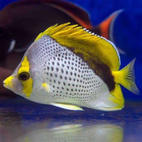 Marquesas butterflyfish: características, habitat e alimentação | Blog do Pescador