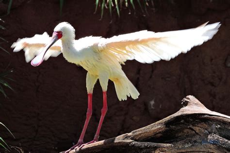 African Spoonbill - Honolulu Zoo Society