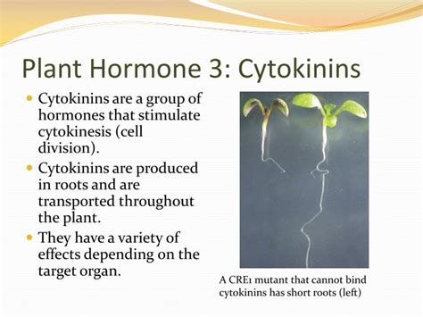 PPT - Plant Hormones and Plant Reproduction PowerPoint Presentation - ID:7041270