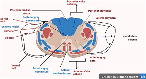 Frontiers | Novel Nanotechnological Approaches for Targeting Dorsal ...