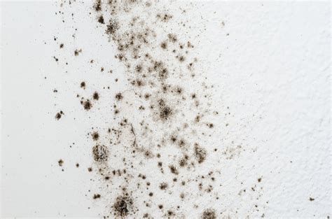 Black Mold Symptoms - How To Get Rid Of Black Mold | Apartment Therapy