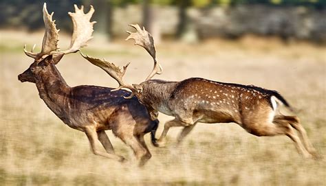 Forestry Commission’s New Deer Management Team - The British Deer Society