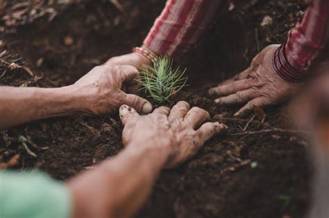 How To Plant a Pine Tree From Seed - THE ENVIRONMENTOR