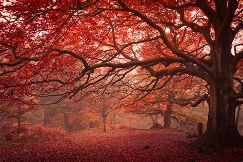 The Autumn Walk by Stuart Lilley Photography | Photocrowd photo competitions & community site