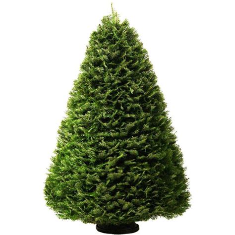 6-7 ft Grand Fir Real Christmas Tree at Lowes.com