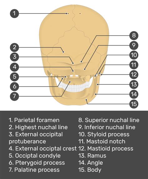 Posterior Skull Anatomy