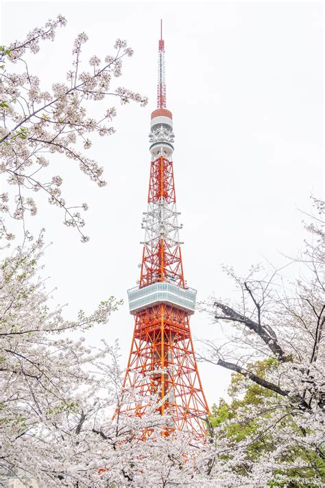 The Best Spots for Tokyo's Cherry Blossoms • Just One Cookbook