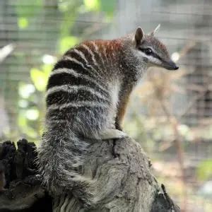 Numbat - Facts, Diet, Habitat & Pictures on Animalia.bio