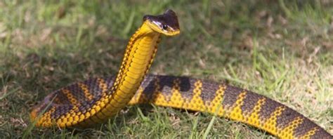 Meet the Lethal Tiger Snake | Critter Science