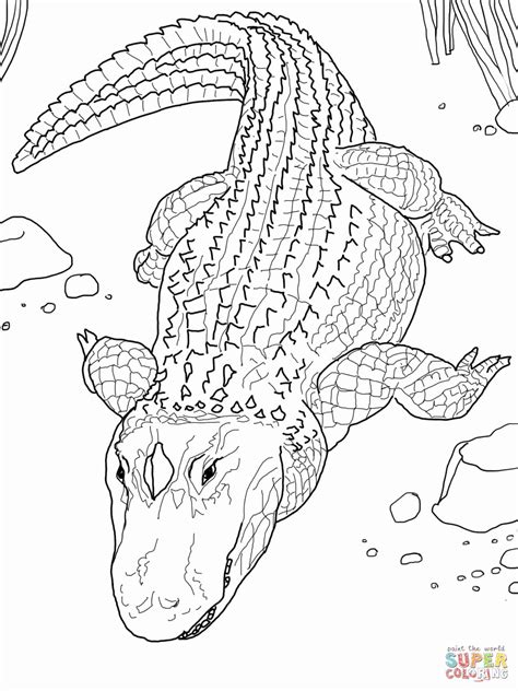 Gator Coloring Pages 2 - Coloring Pages