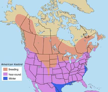 American Kestrel Facts, Habitat, Diet, Life Cycle, Baby, Pictures