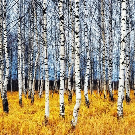 Birch Tree Field Wall Art | Photography