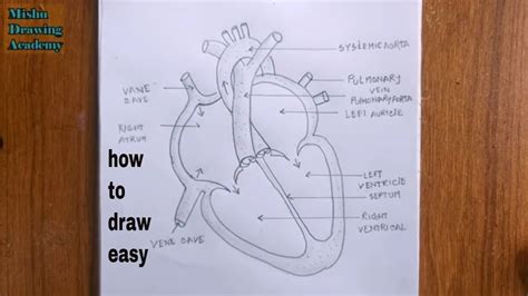 Human Heart Diagram Simple