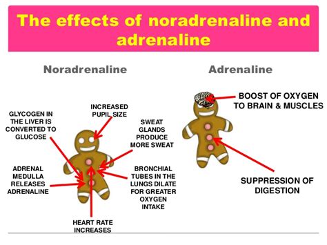 Learning and Unlearning Fear: The Two Faces of Noradrenaline - https://debuglies.com