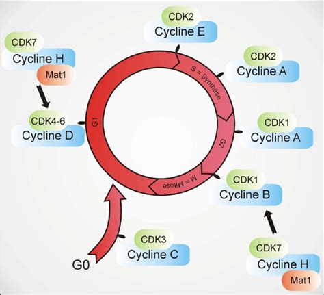 La régulation du cycle par les complexes CDK/cycline. CDK1 couplée à la ...