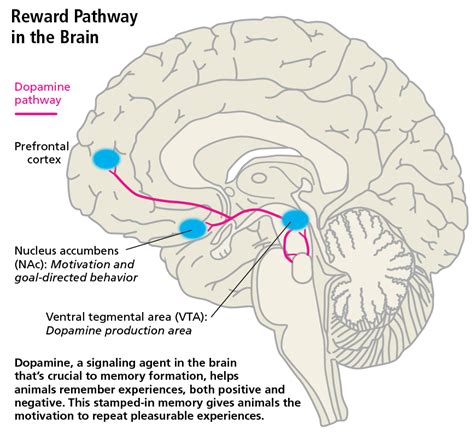 Touched in the head – NW NOGGIN: Neuroscience outreach group (growing in networks)