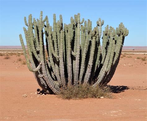 Skyview Succulents: Northern Namibian Succulents