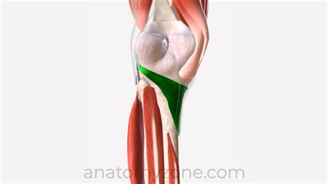 Popliteus Origin And Insertion