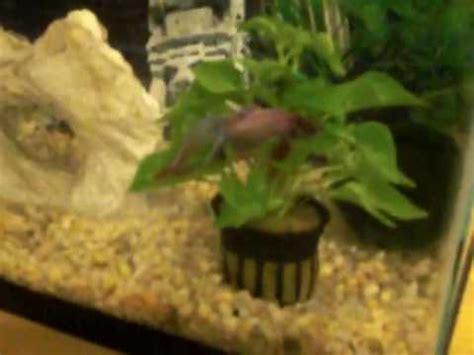 My betta fish sleeping on my green hedge plant..feakin hilarious..lol - YouTube