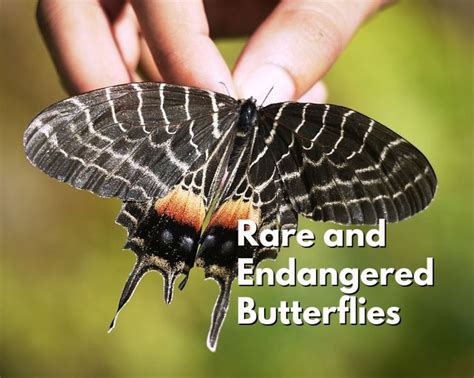 Top 10 Rare or Endangered Butterflies - Owlcation