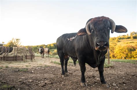 Bucking Bulls: No Bull About It! | The Daily Chronicle