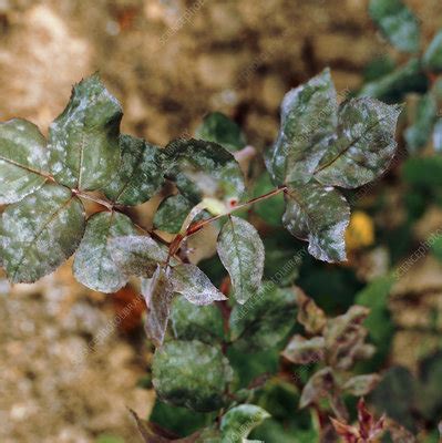 Powdery mildew on a rose - Stock Image - B275/0084 - Science Photo Library